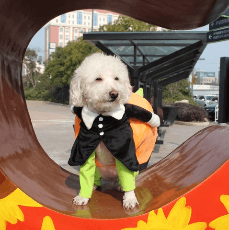 🔥Dog Pumpkin Halloween Costume -🎁Buy 2 FREE SHIPPING